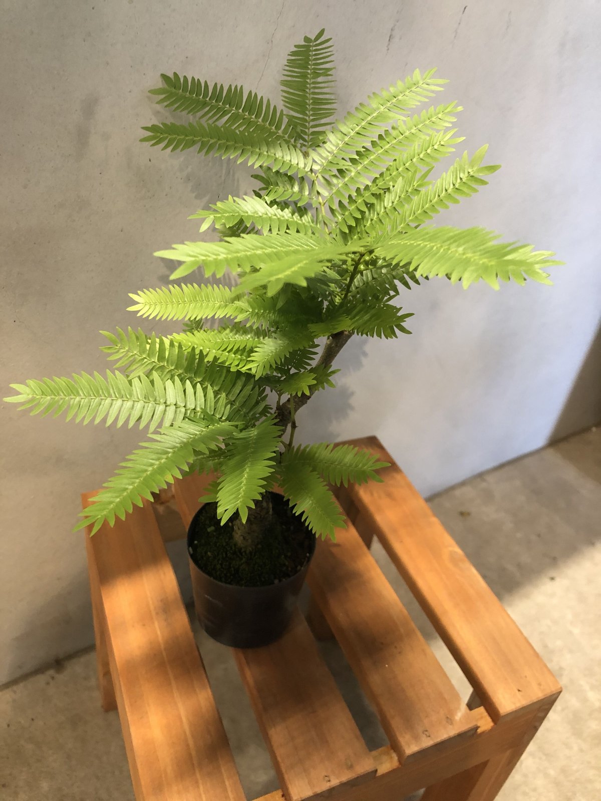 エバーフレッシュ 盆栽仕立て | GREEN LUCK