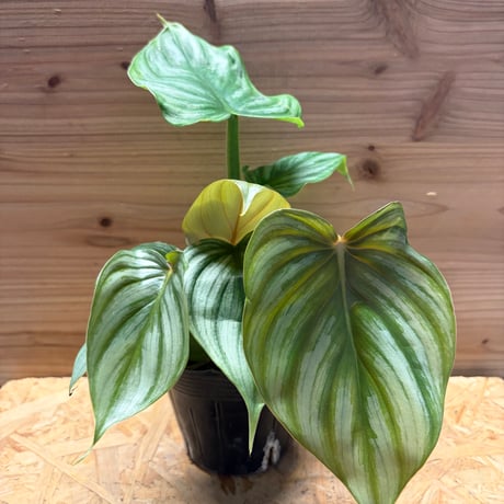 フィロデンドロン | STORES