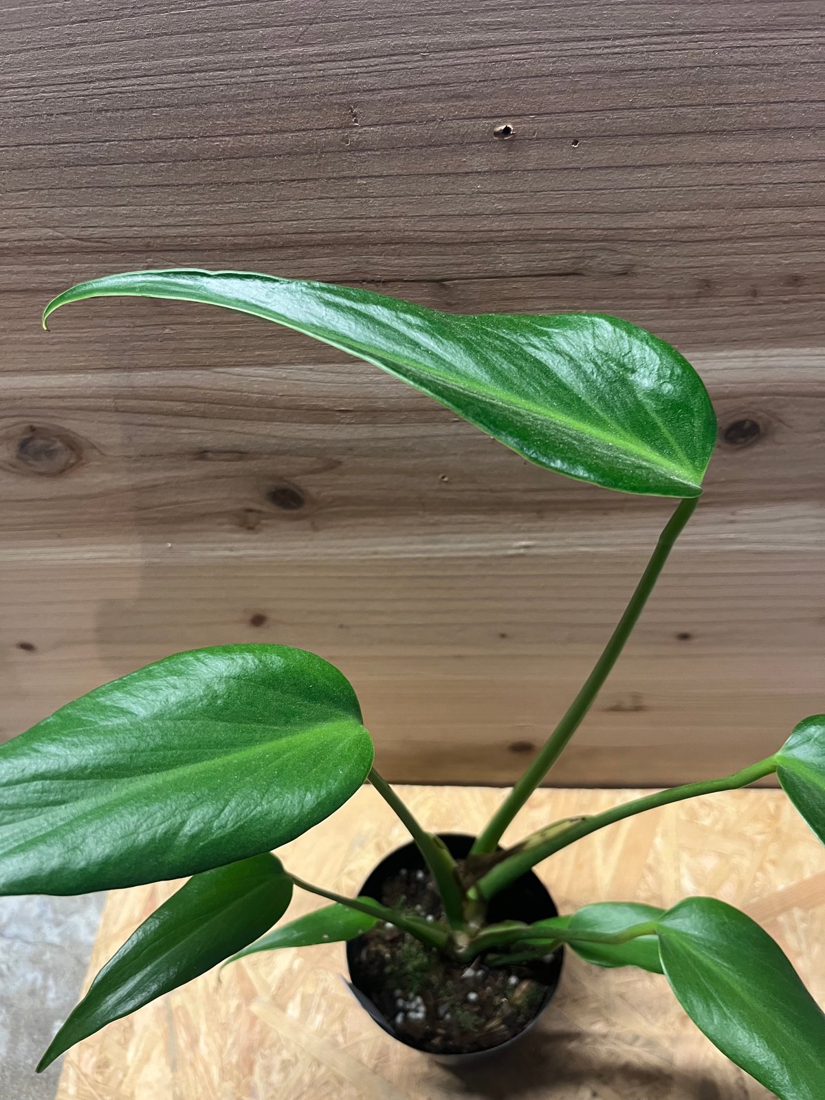 ま*め様 モンステラ バールマルクスフレーム lsw306 ま*め様 モンステラ バールマルクスフレーム lsw306 園芸ネット本店