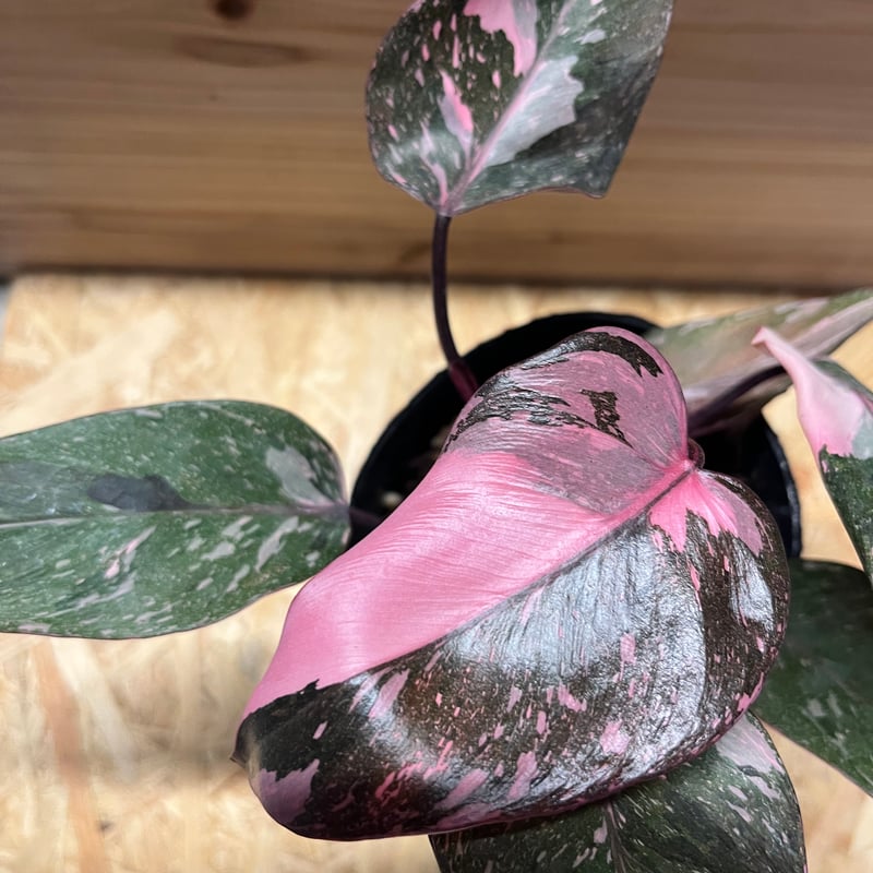 フィロデンドロン ピンクプリンセス ギャラクシー | GREEN LUCK
