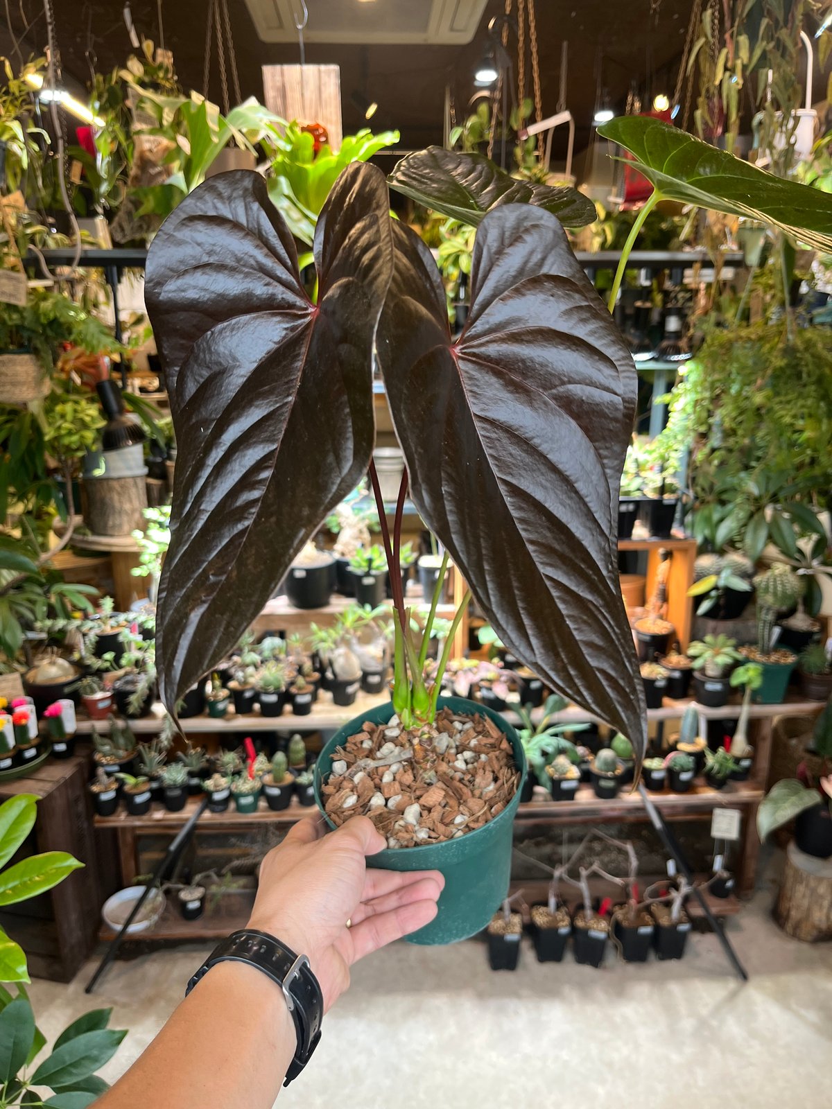 148 ワロクアーナムエスメラレルダ　アンスリウム　Anthurium ❤️‍🔥Anthurium 'Scarlet' x self❤️‍🔥 breeder @wabisabi_plants