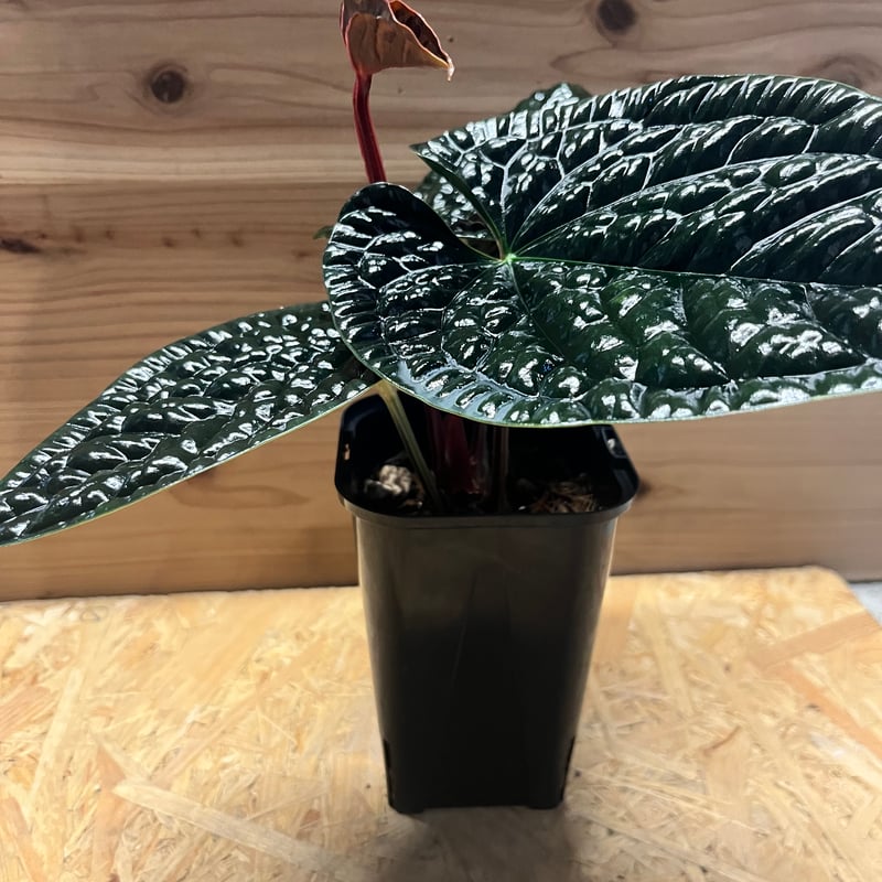 アンスリウム ルクスリアンス 'ブラック' | GREEN LUCK