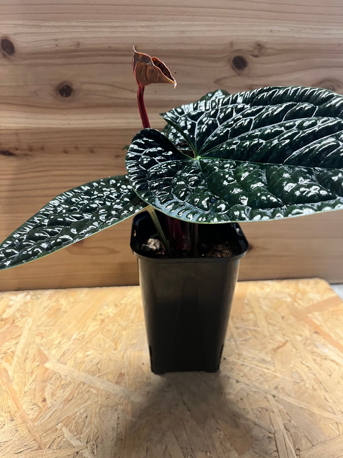 アンスリウム ルクスリアンス 'ブラック' | GREEN LUCK