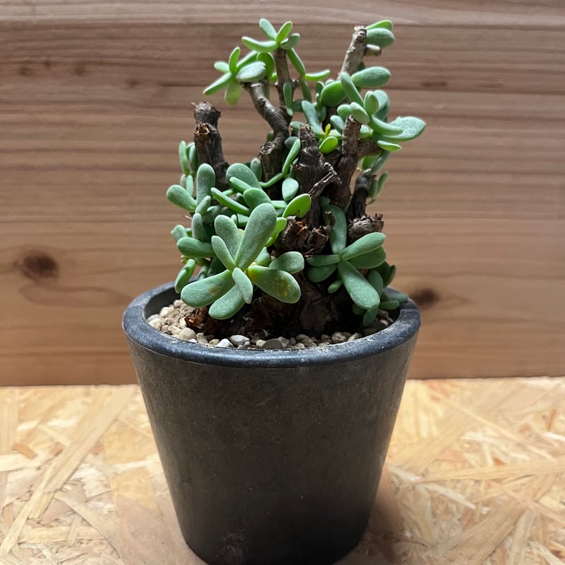 ケラリア　ピグマエア　（大谷石　鉢付き） ケラリアピグマエア（大谷石鉢付き）