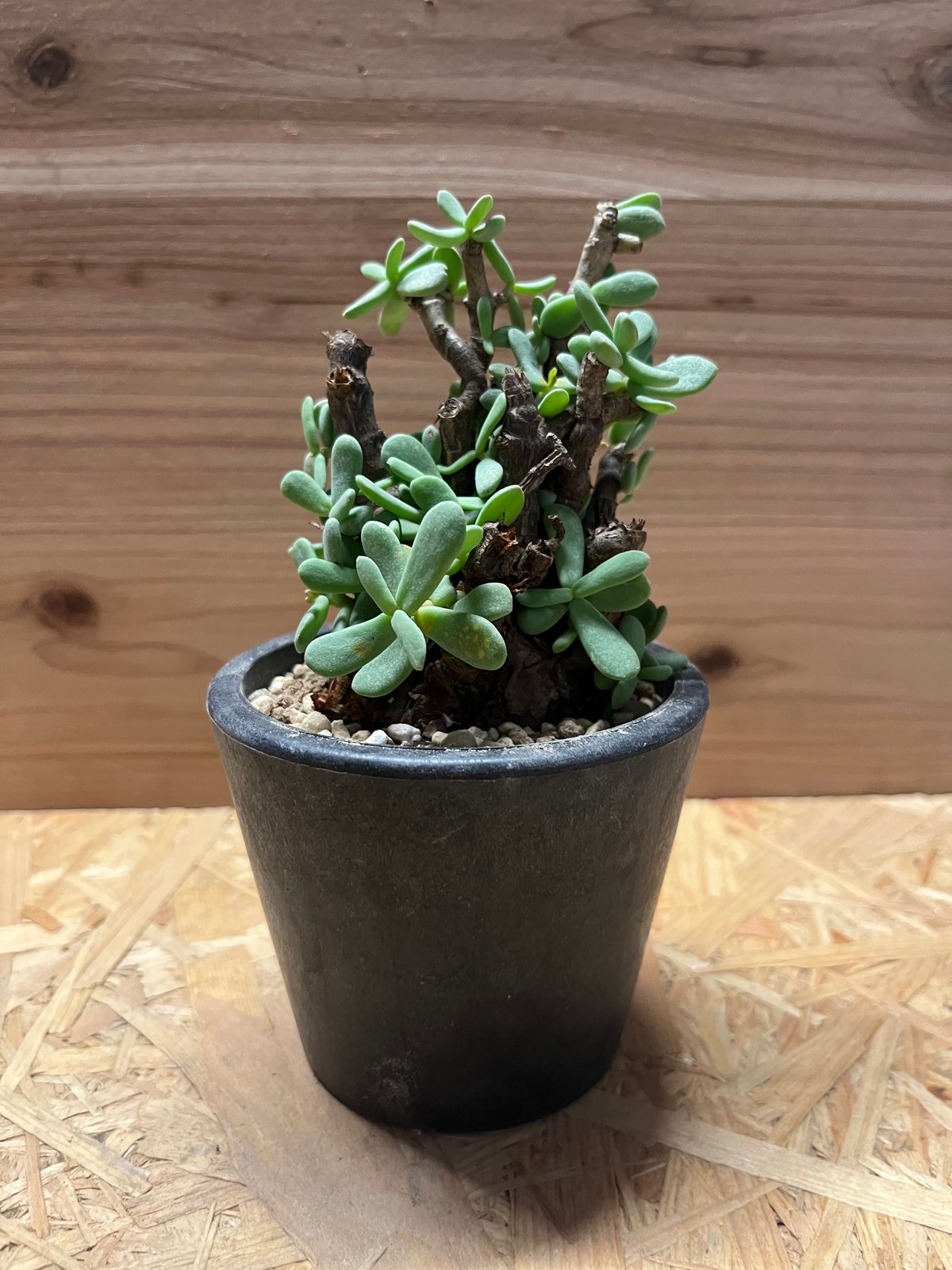 KUM@BRICK　ケラリア　ピグマエア KUM@BRICK様専用 ケラリア ピグマエア