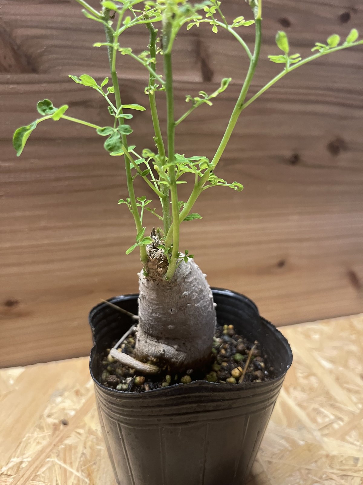 モリンガ | GREEN LUCK