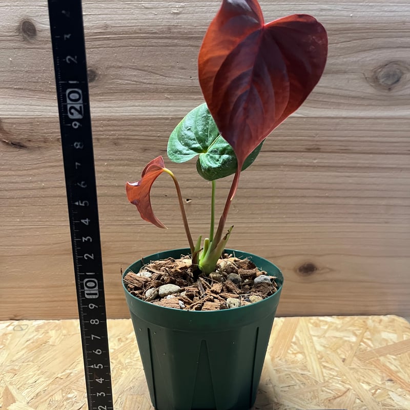 アンスリウム ロムズレッド | GREEN LUCK