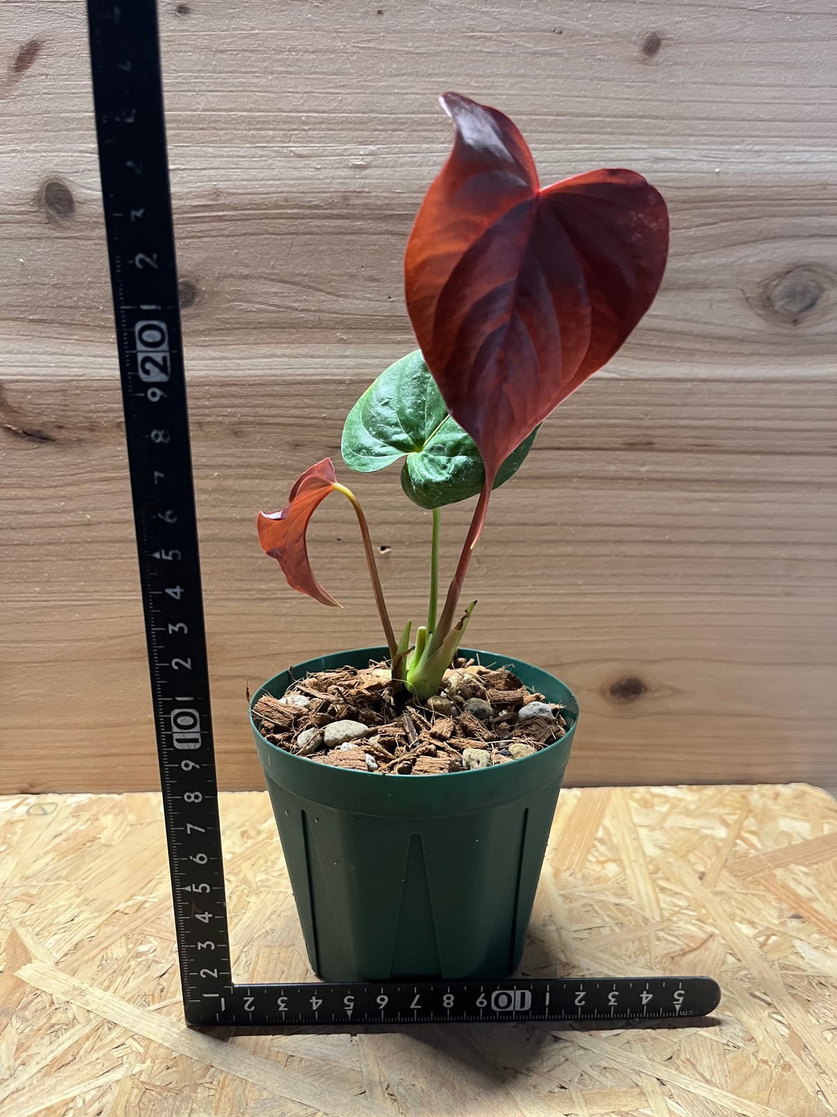 アンスリウム ロムズレッド | GREEN LUCK