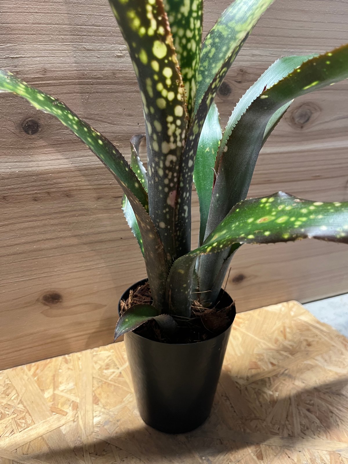 ビルベルギア ドリーム | GREEN LUCK