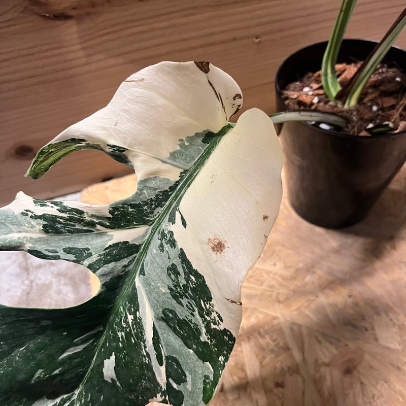斑入りモンステラ ボルシギアナ ホワイトタイガー | GREEN LUCK