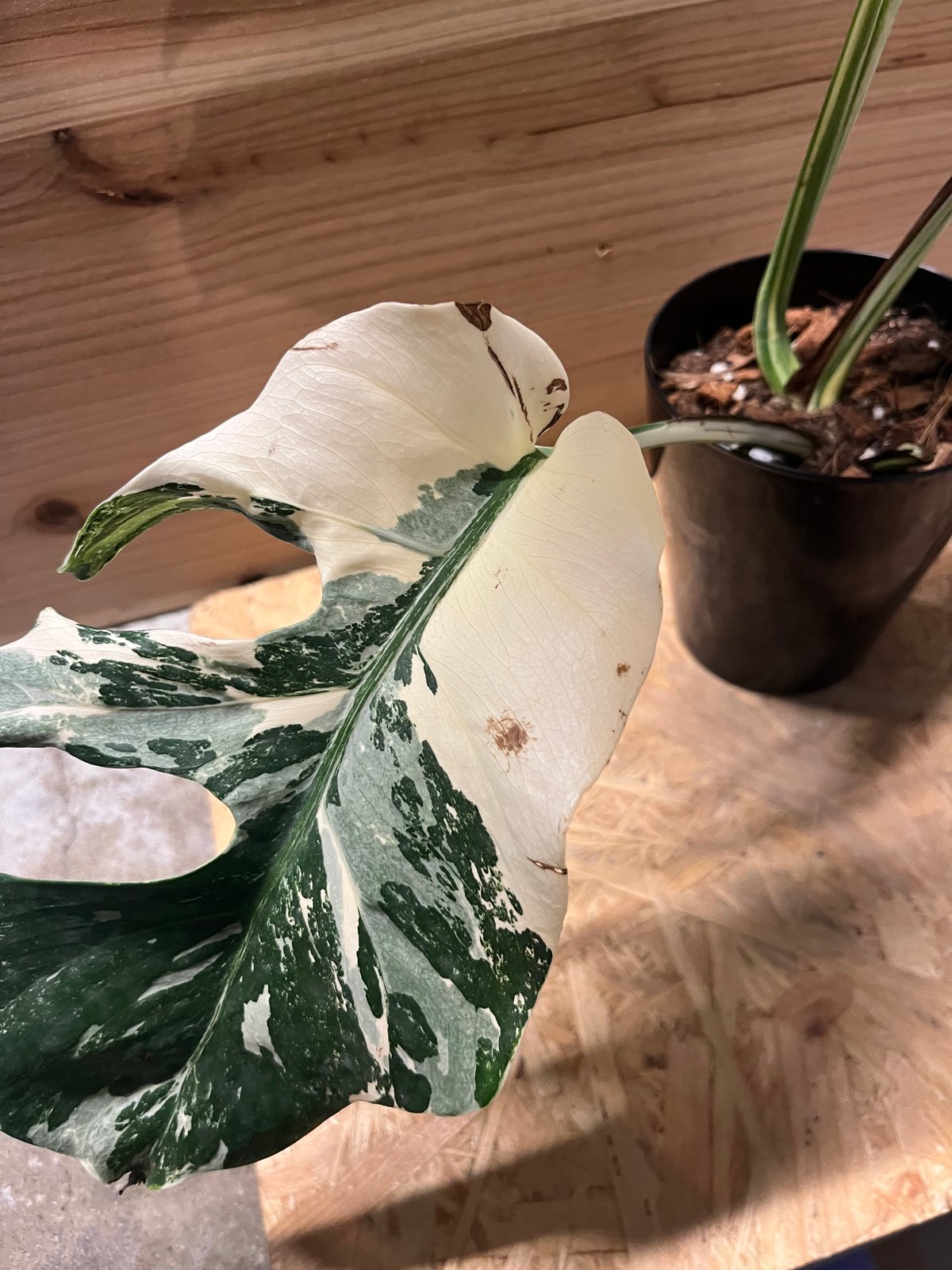 斑入りモンステラ ボルシギアナ ホワイトタイガー | GREEN LUCK