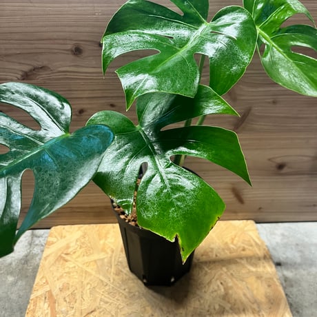 トシ モンステラ GOG抹茶斑入り トシ様専用 モンステラ GOG抹茶斑入り