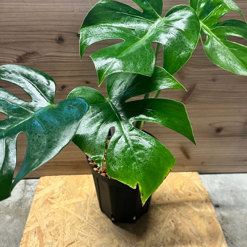 モンステラ デリシオーサ 'マクロコズム' | GREEN LUCK