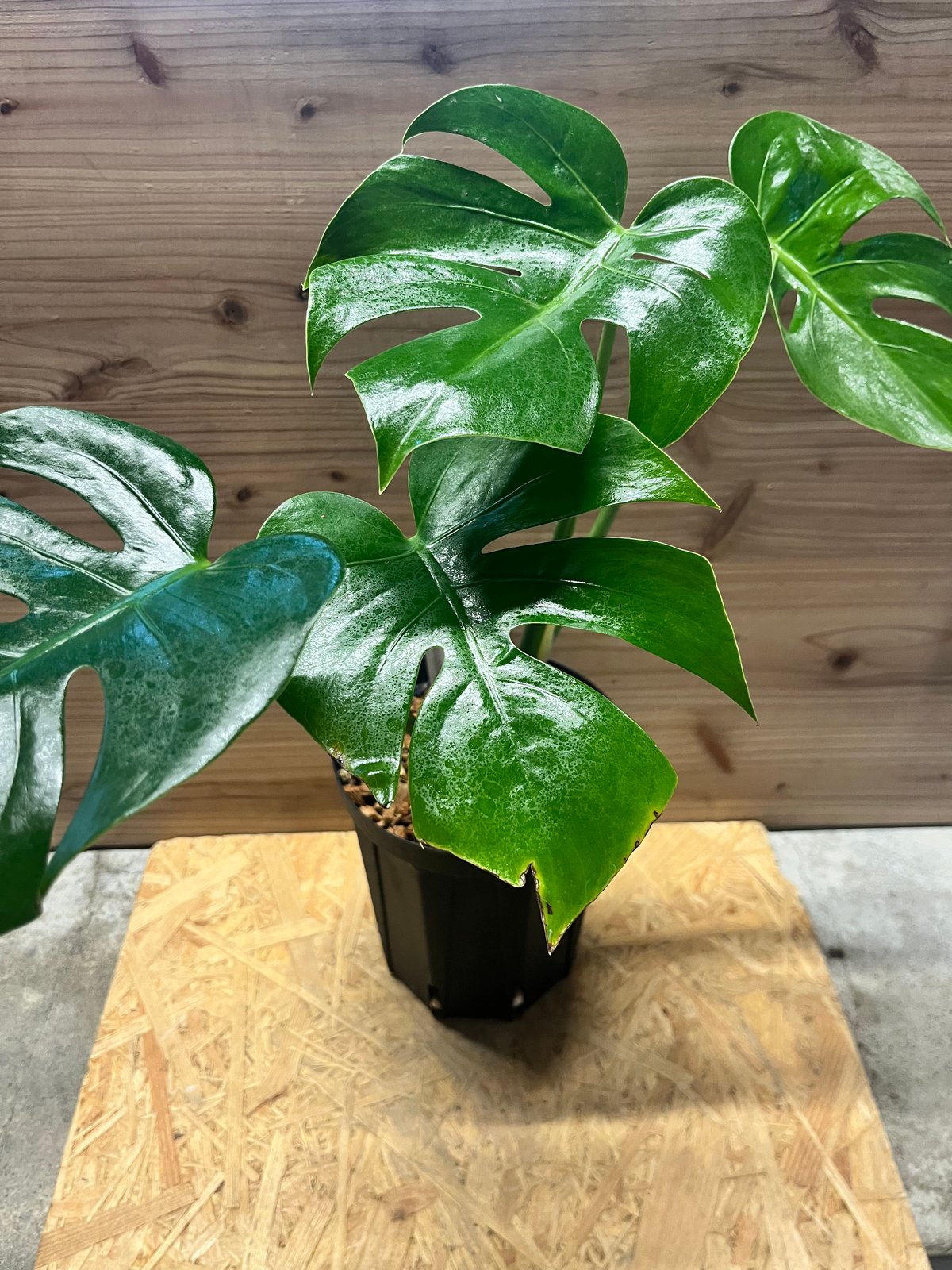 モンステラ デリシオーサ 'マクロコズム' | GREEN LUCK