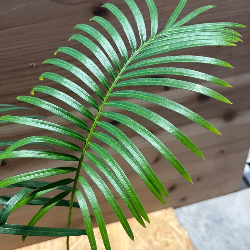 【C】希少 サイカス・シアメンシス SP タイシルバー 塊根植物 タイソテツ F】希少 サイカス・シアメンシス SP タイシルバー 塊根植物