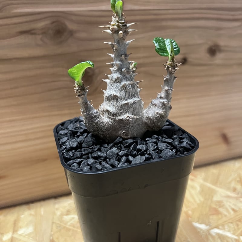 パキポディウム ウィンゾリー | GREEN LUCK