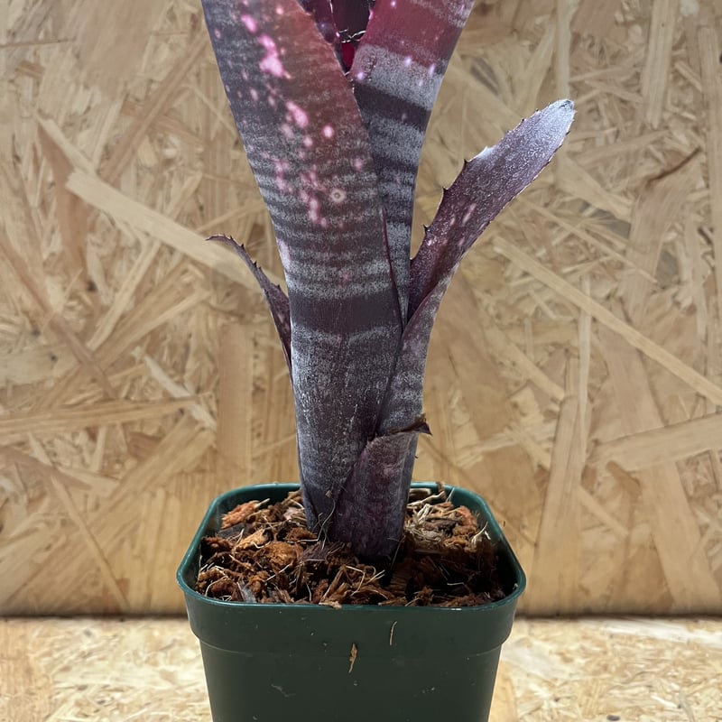 ビルベルギア スモークスタック | GREEN LUCK