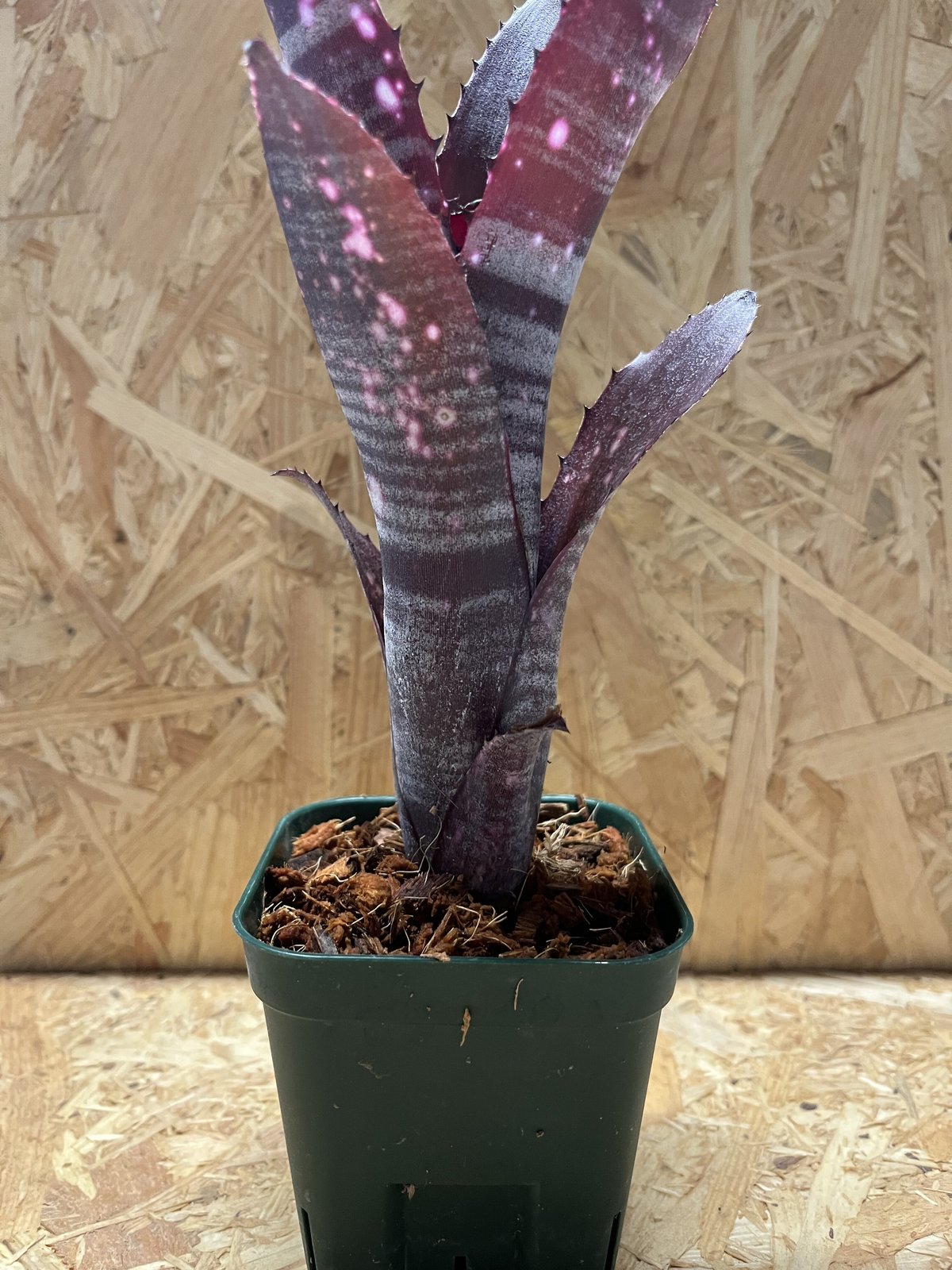 ビルベルギア スモークスタック | GREEN LUCK