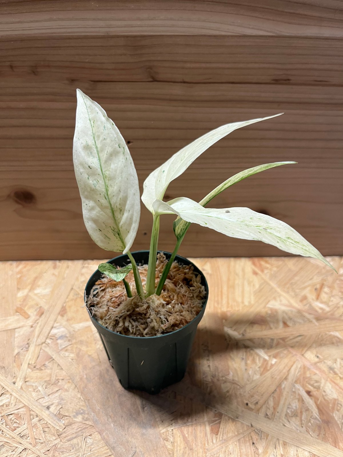 斑入りラニアタ植物 モンステラ アダンソニー var. ラニアタ 斑入り | GREEN LUCK