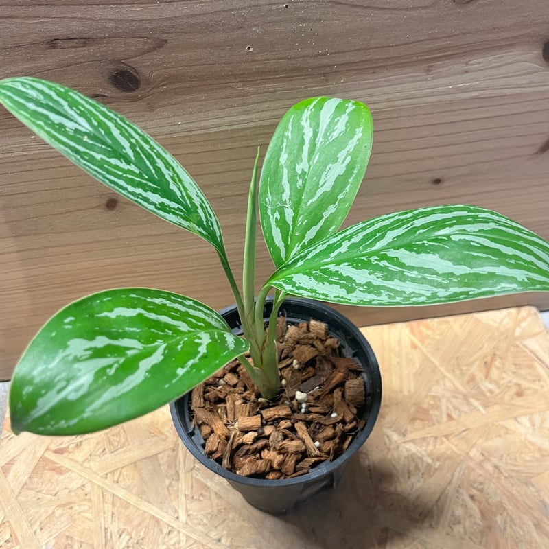 アグラオネマ ニティドゥム カーティシー | GREEN LUCK