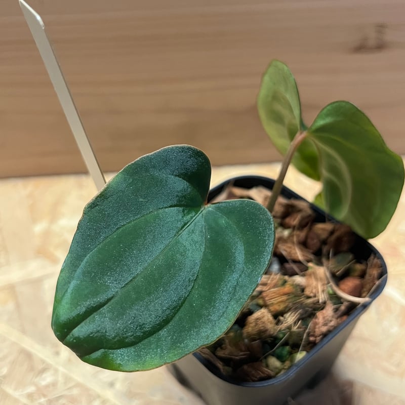 アンスリウム　アントラキー アンスリウム ホフマニー×アントラキー | GREEN LUCK