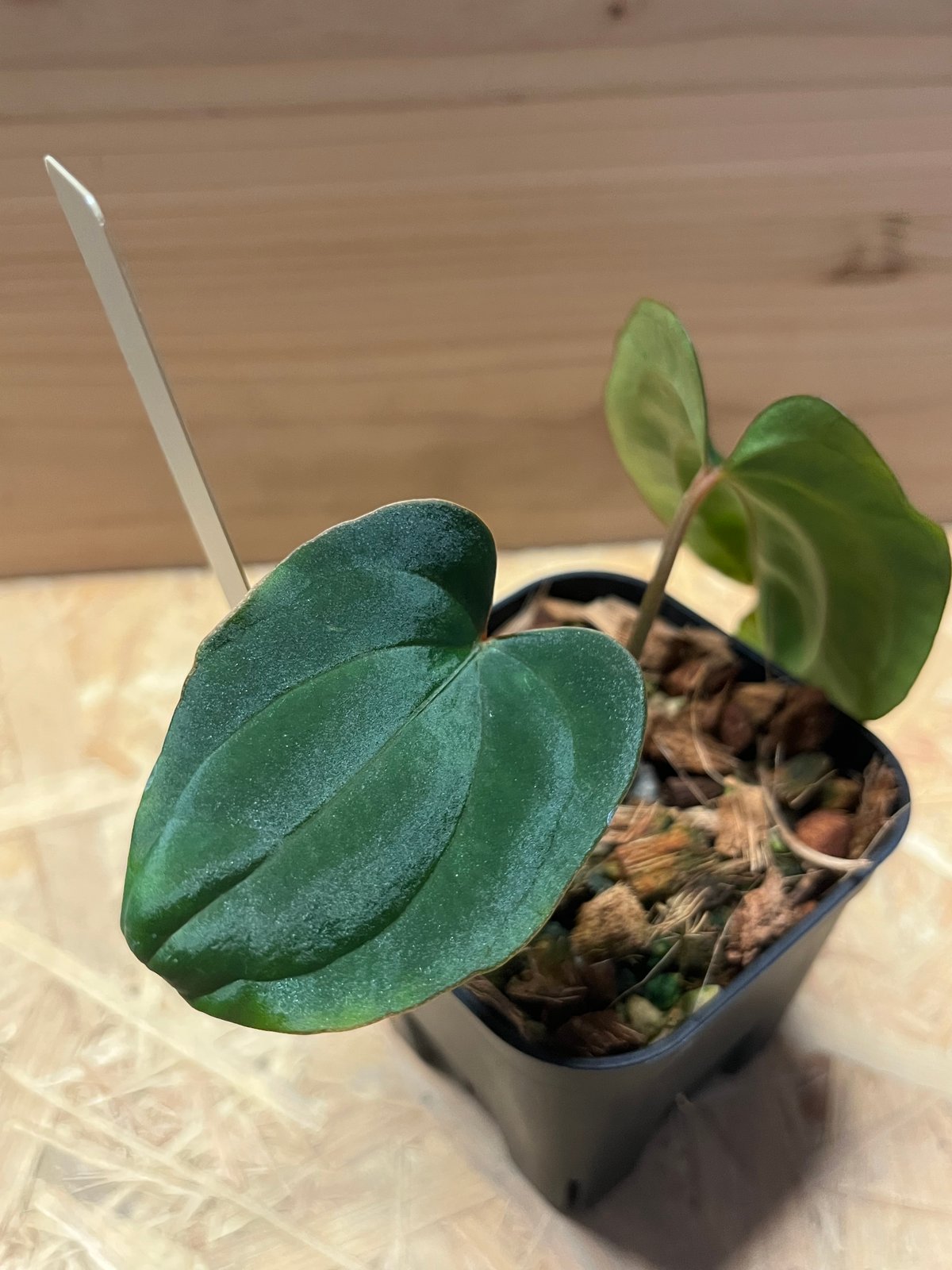 アンスリウム　ドレスレリ　ダーク アンスリウム ドレスレリ ダーク