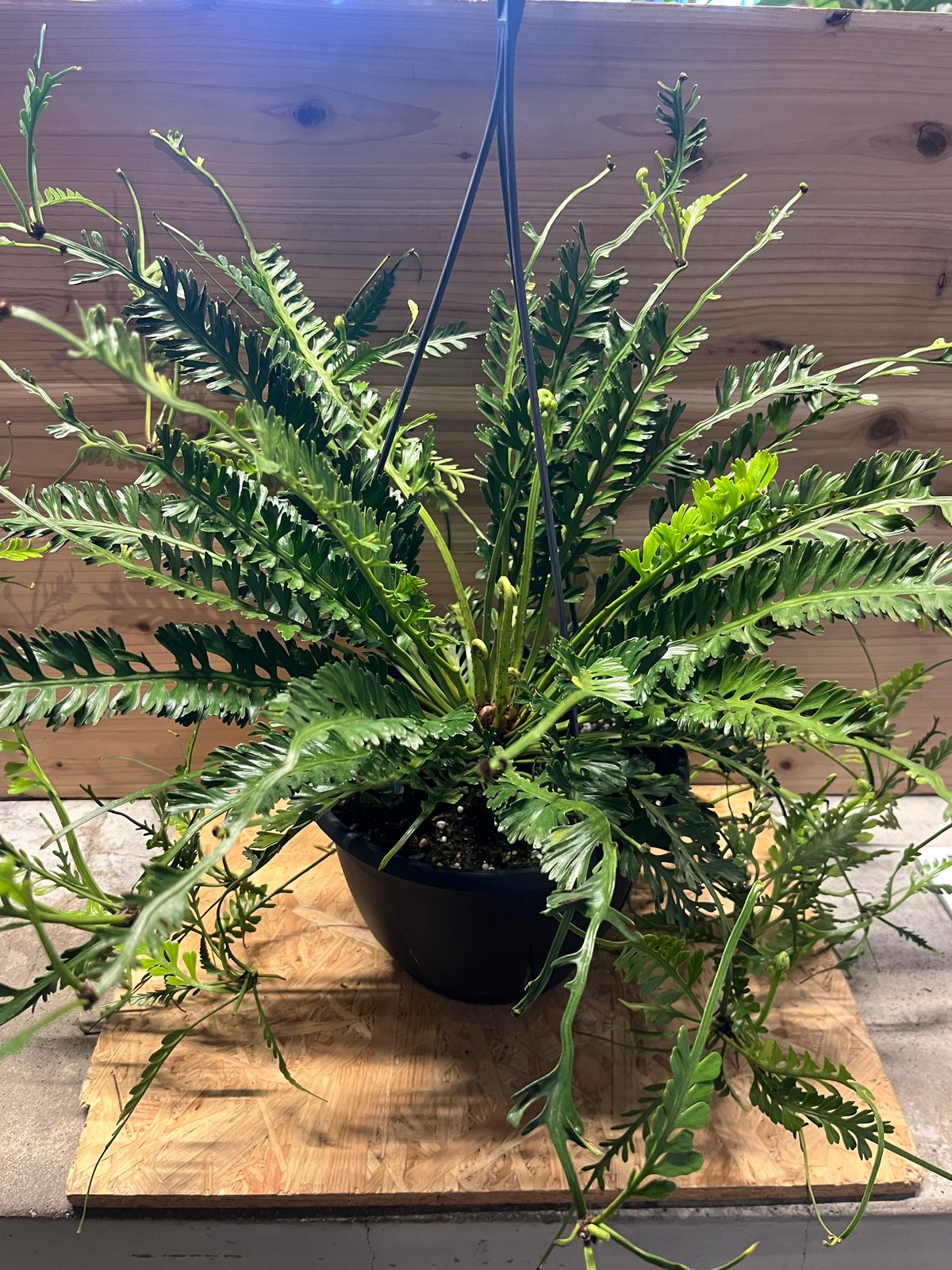 アスプレニウム　ケンゾイ　釣り鉢　おしゃれ　希少　7号 迫力あります アスプレニウム ケンゾイ 釣り鉢 おしゃれ 希少 7号 迫力