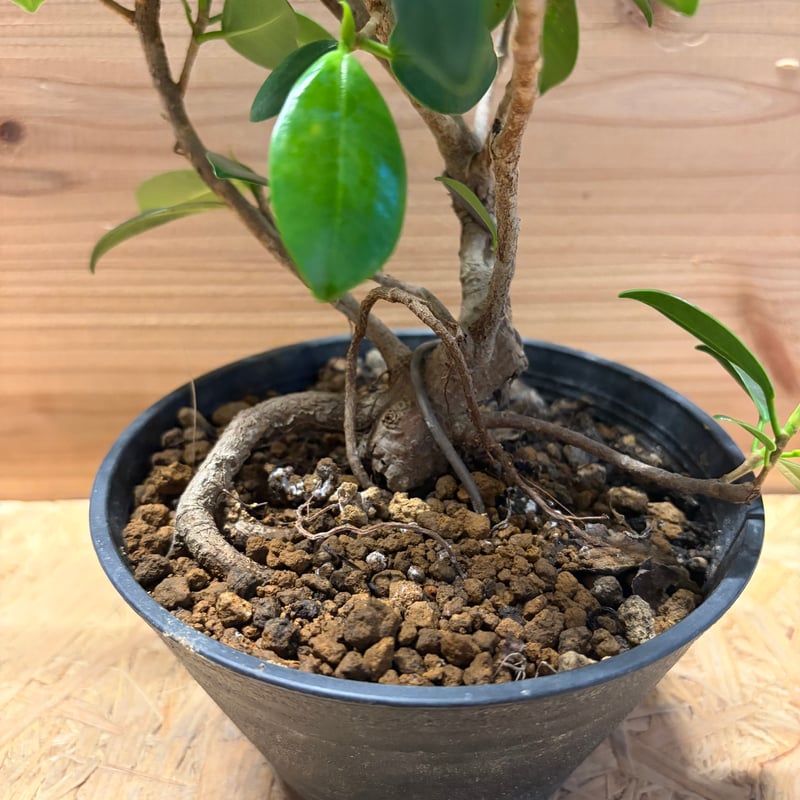 ガジュマル　盆栽 ガジュマル盆栽 H55cm W35cm #ガジュマル #ガジュマル盆栽 #観葉植物
