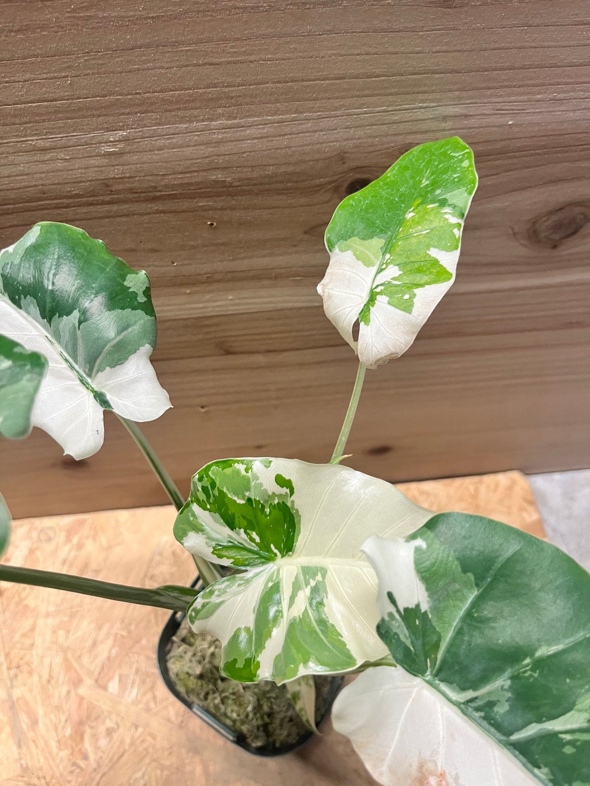 アロカシア オドラ クワズイモ 斑入り | GREEN LUCK