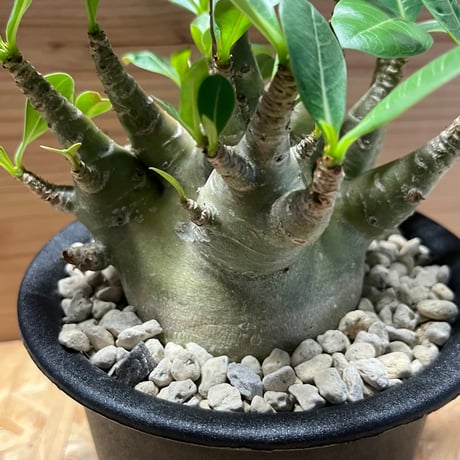 アデニウム　モンスター　ドワーフ