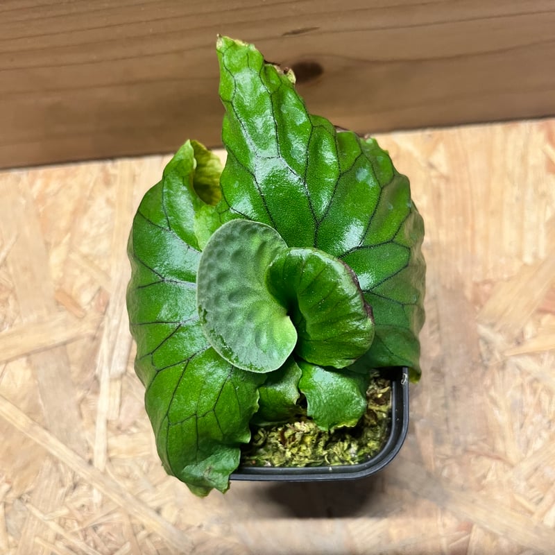 ビカクシダ マダガスカリエンセ | GREEN LUCK