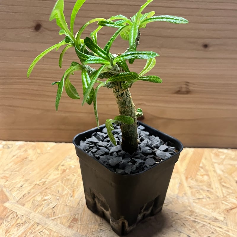 【鉢ごと発送】ドルステニア　ギガス ドルステニア・ギガス | trigger