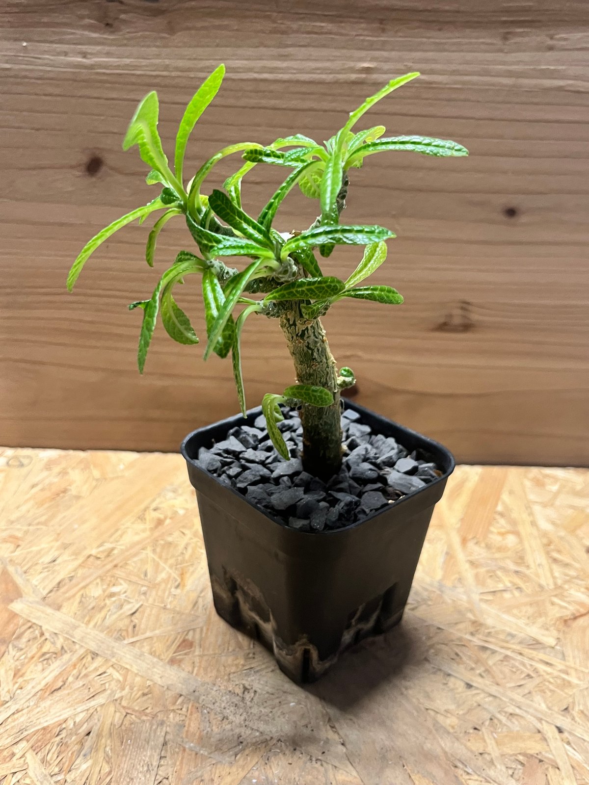 ドルステニア ギガス | GREEN LUCK