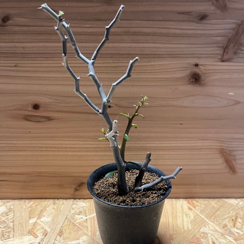 デカリア マダガスカリエンシス ジグザグの木 | GREEN LUCK