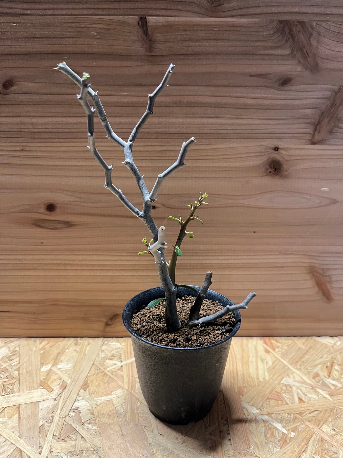 デカリア マダガスカリエンシス ジグザグの木 | GREEN LUCK