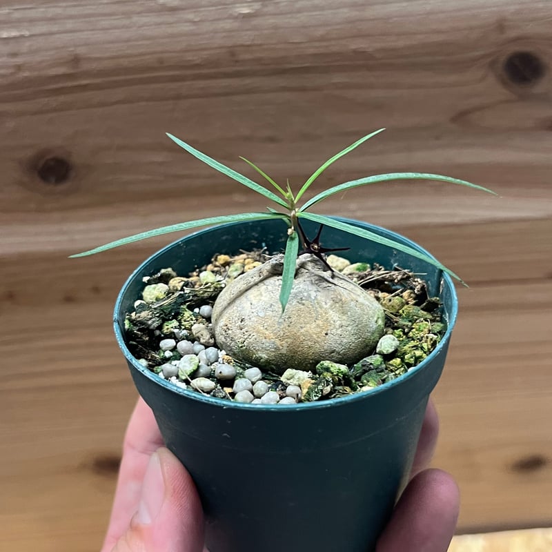 ブラキステルマ バーベラエ 国内実生 塊根植物 ガガイモ最高峰② 竜卵窟” ブラキステルマ バーベラエ (Brachystelma barberae