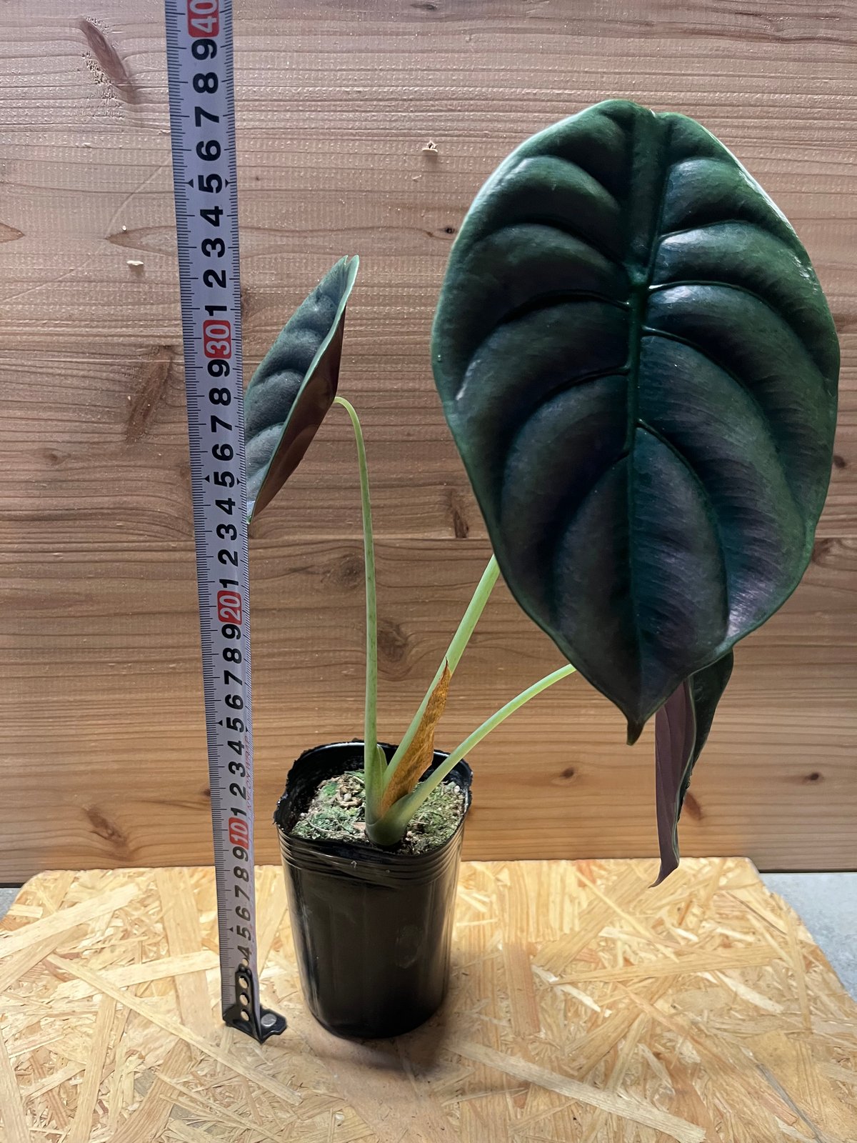 アロカシア クプレア レッドシークレット | GREEN LUCK