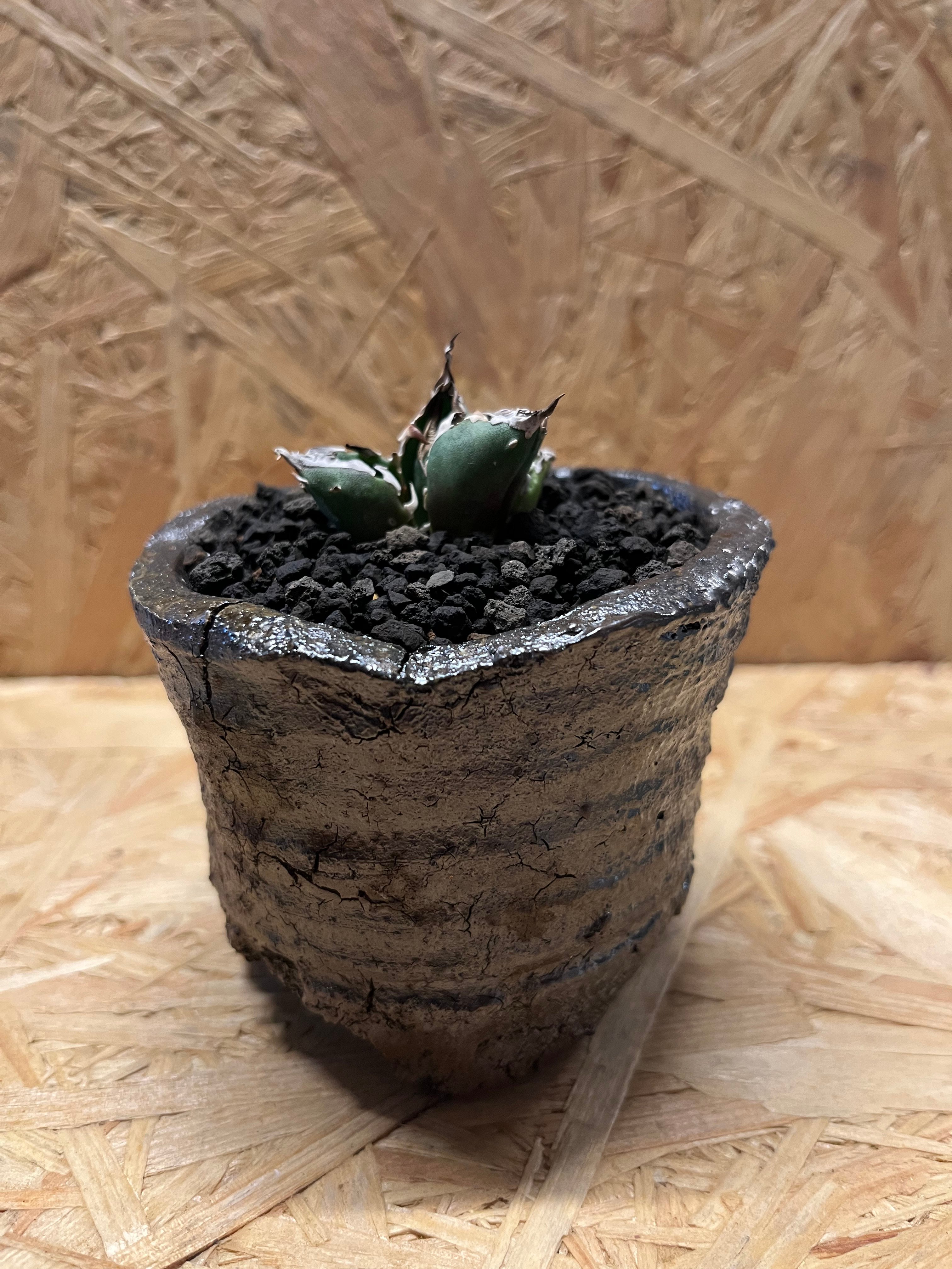アガベ　毒刺産　金鯨　鉢ごと　タグ付き アガベ チタノタ 金鯨×伝市鉢 穴窯 | GREEN LUCK