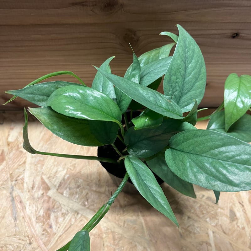 エピプレナム ピナツム セブブルー | GREEN LUCK