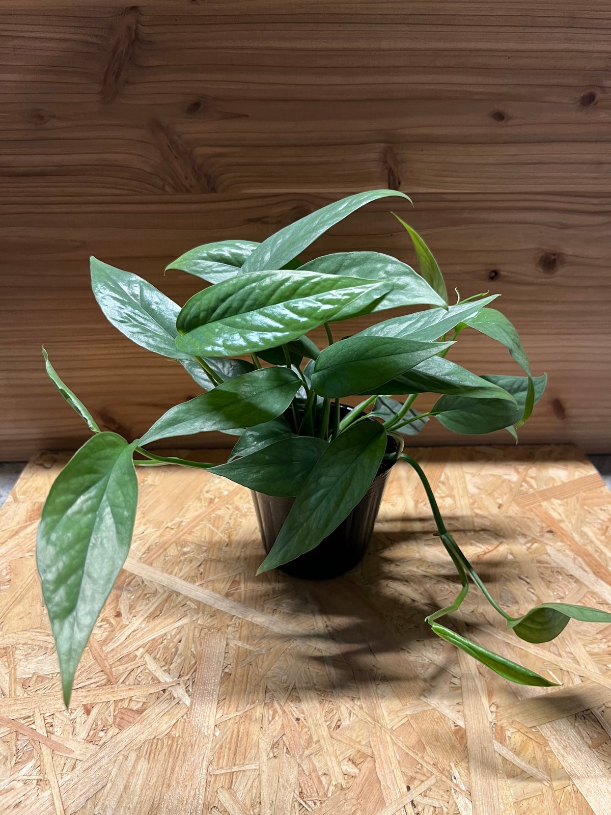 エピプレナム ピナツム セブブルー | GREEN LUCK