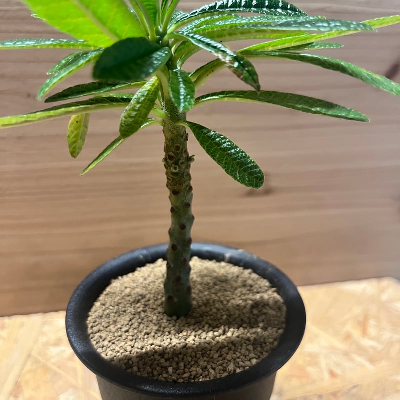 ドルステニア ギガス 送料無料]ドルステニア：ギガス 4号鉢植え の通販 | 園芸ネット