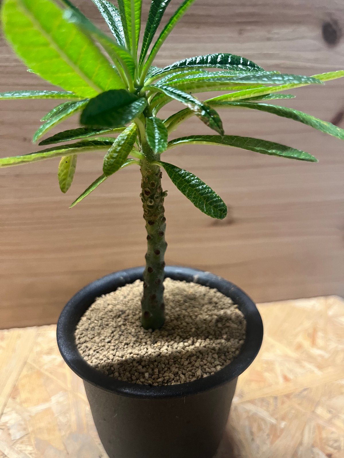 ドルステニア ギガス | GREEN LUCK