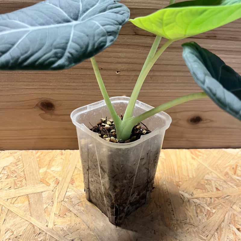 アロカシア マハラニ | GREEN LUCK