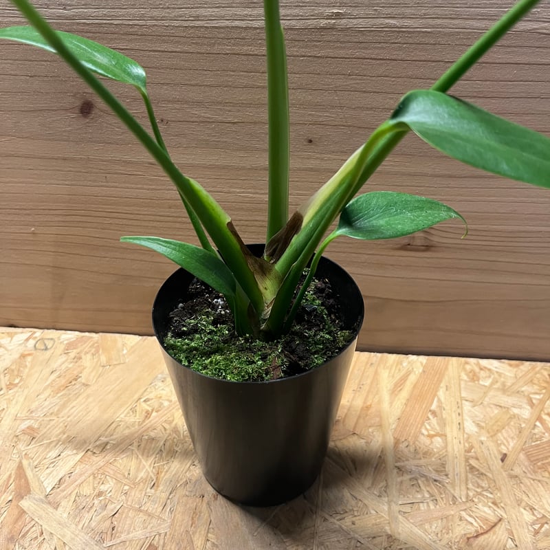 これからもっと豪華になるよ✨モンステラ・バールマルクスフレーム✨ モンステラ・バールマルクスフレーム 4号 | Plants Shop Big