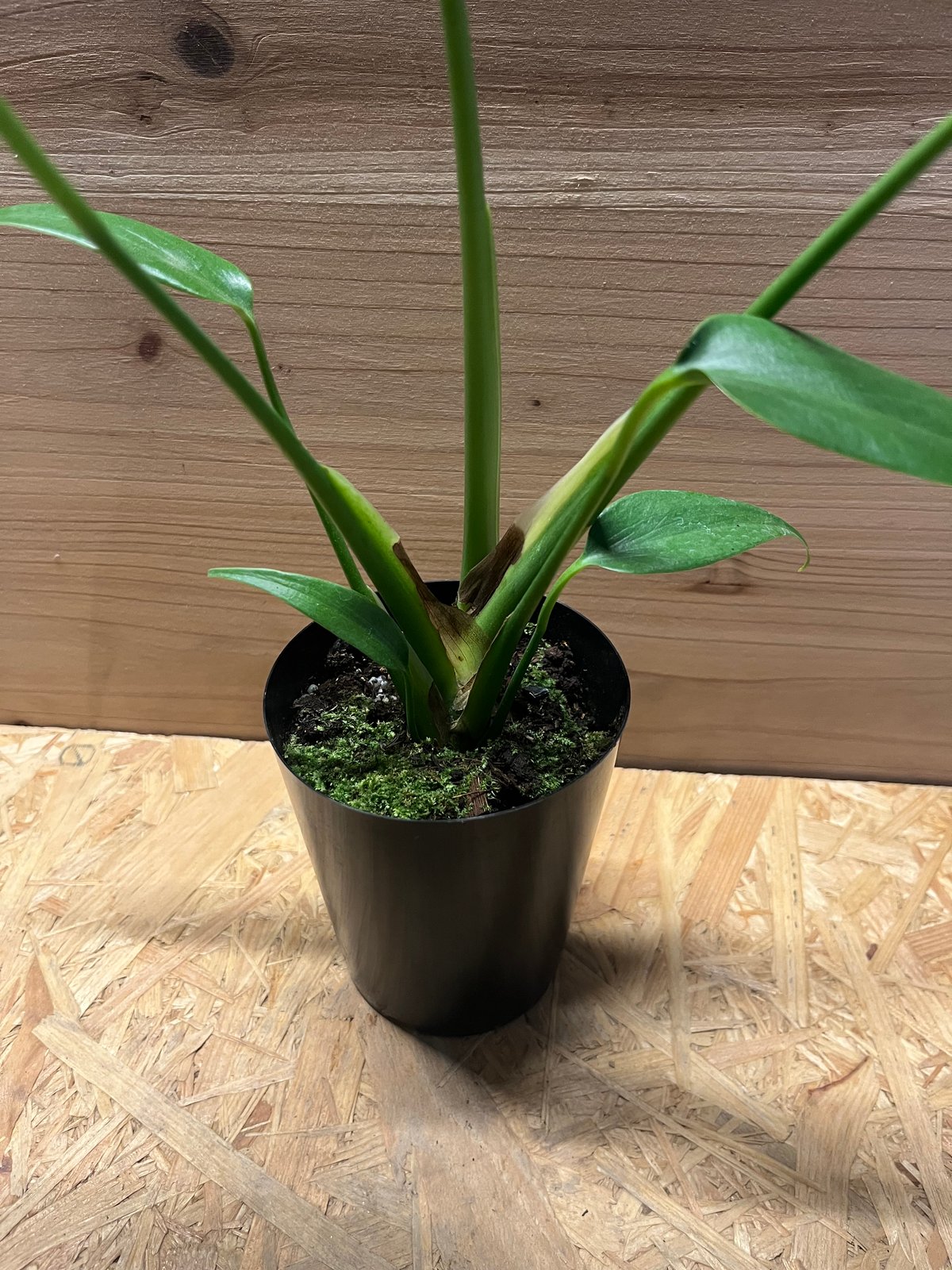 TARO　バールマルクス54.55 モンステラ バールマルクスフレーム | GREEN LUCK