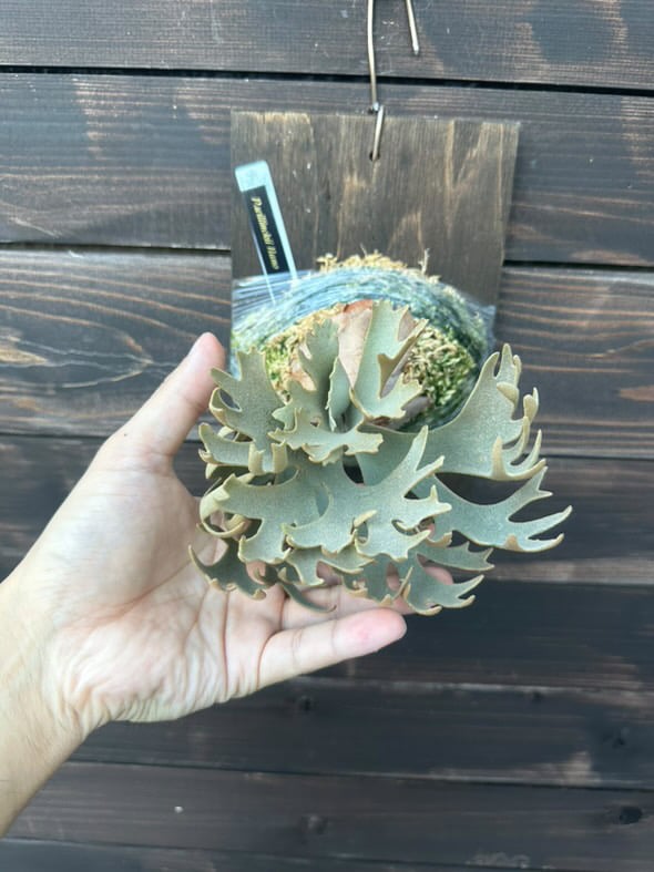 ビカクシダ ナノ スポア | GREEN LUCK