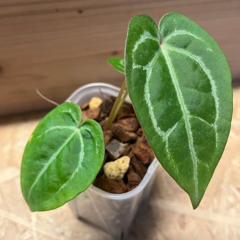 ★特大★ アンスリウム　ミシェル　anthurium タグ付き　30cmクラス ☆特大☆ アンスリウム ミシェル anthurium タグ付き 30cmクラス