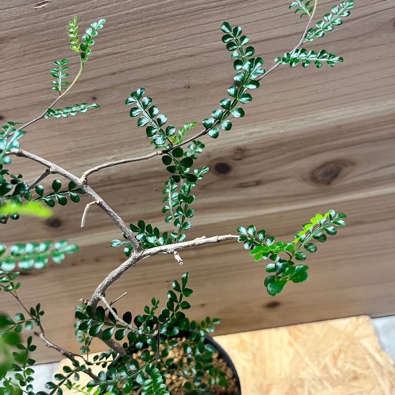 希少　斑入り　オペルクリカリア　デカリー オペルクリカリア・デカリーの基本情報・育て方｜多肉植物