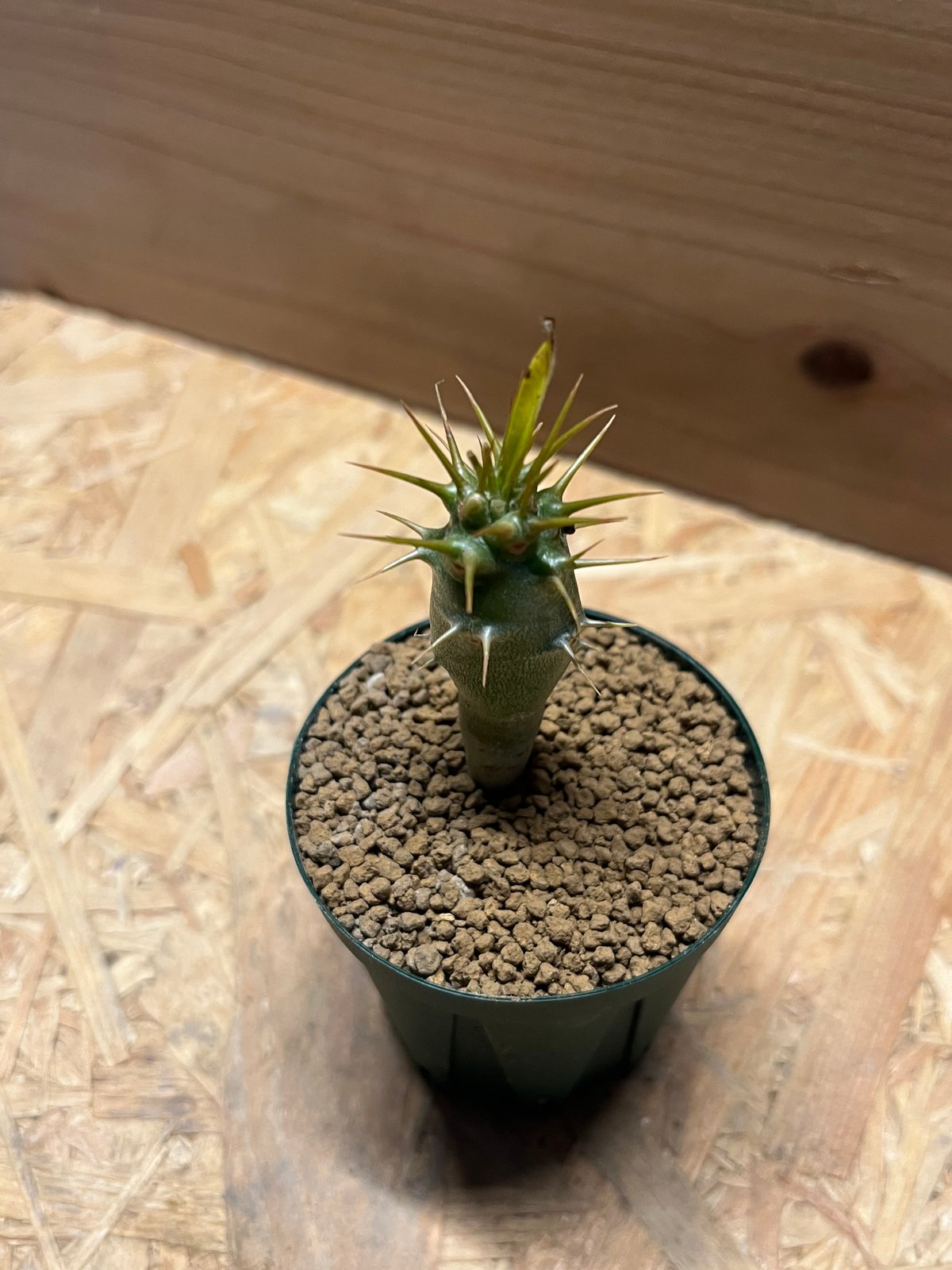 パキポディウム アンボンゲンセ | GREEN LUCK