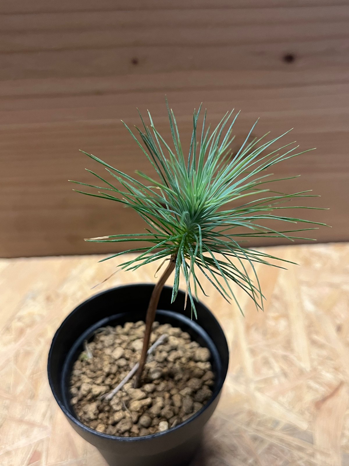 マルチネス ピニョンマツ | GREEN LUCK